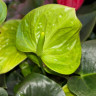 Anthurium Karma Smaragd (отцвел)