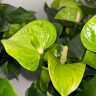 Anthurium Karma Smaragd (отцвел)