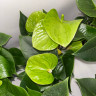Anthurium Karma Smaragd (отцвел)