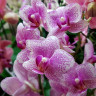 Орхидея Phalaenopsis Rotterdam, multiflora 