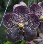 Орхидея Vanda Gordon Dillon Black (отцвела)