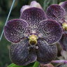 Орхидея Vanda Gordon Dillon Black (отцвела)