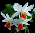 Орхидея Dendrobium Dawn Maree (отцвёл)