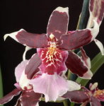 Орхидея Beallara Eurostar Holm (отцвела)