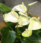 Anthurium Princess Alexia White (отцвел)