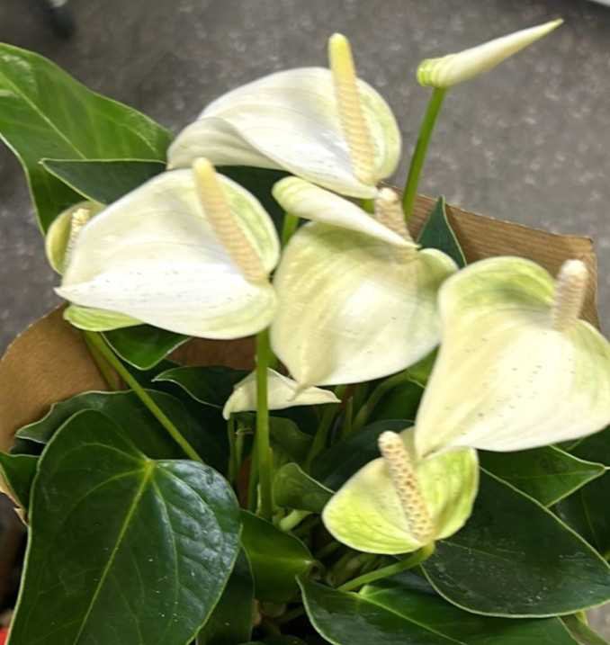 Anthurium Princess Alexia White (отцвел)