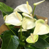 Anthurium Princess Alexia White (отцвел)