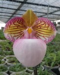 Орхидея Paphiopedilum micranthum (еще не цвел)