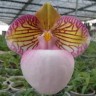 Орхидея Paphiopedilum micranthum (еще не цвел)