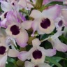 Орхидея Dendrobium Love Memory 'Fizz' (еще не цвел) 