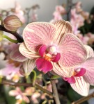 Орхидея Phalaenopsis, midi   