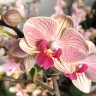 Орхидея Phalaenopsis, midi   