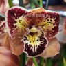 Орхидея Cymbidium, peloric (отцвел)