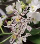 Орхидея Odontoglossum naevium