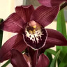Орхидея Cymbidium 