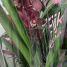 Орхидея Cymbidium 