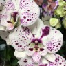 Орхидея Phalaenopsis, Big Lip   