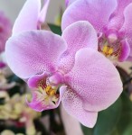 Орхидея Phalaenopsis Susanna, midi (отцвел, РЕАНИМАШКА)