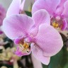 Орхидея Phalaenopsis Susanna, midi (отцвел)