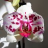 Орхидея Phalaenopsis San Sebastian (отцвел)
