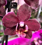 Орхидея Phalaenopsis (отцвел, РЕАНИМАШКА)