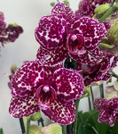 Орхидея Phalaenopsis Wild Cat           