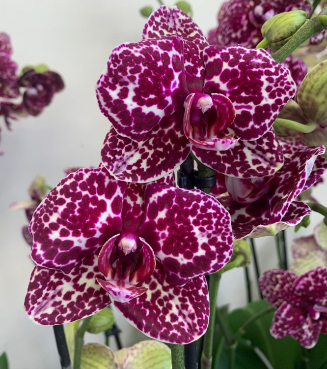Орхидея Phalaenopsis Wild Cat           