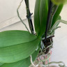 Орхидея Phalaenopsis Wild Cat           