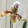 Орхидея Paphiopedilum hybrid (отцвел)         