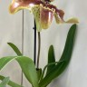 Орхидея Paphiopedilum hybrid (отцвел)         
