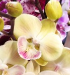 Орхидея Phalaenopsis Bright Kiss Yellow Big Lip (отцвел)