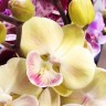 Орхидея Phalaenopsis Bright Kiss Yellow Big Lip (отцвел)