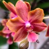 Орхидея Phalaenopsis Leagora, multiflora (отцвел)