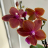 Орхидея Phalaenopsis Leagora, multiflora (отцвел)