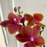 Орхидея Phalaenopsis Leagora, multiflora (отцвел)