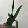 Орхидея Phalaenopsis Asian Coral (отцвел, РЕАНИМАШКА) 