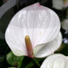 Anthurium Lipa Pink (отцвел)