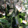 Anthurium Lipa Pink (отцвел)