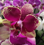 Орхидея Phalaenopsis Rombley, midi (отцвел, РЕАНИМАШКА)