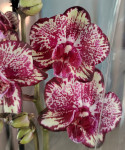 Орхидея Phalaenopsis  