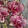 Орхидея Phalaenopsis  
