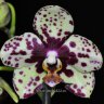 Орхидея Phalaenopsis Scrabble