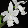 Орхидея Cattleya intermedia var.alba (отцвела)