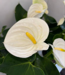 Anthurium Alpina (отцвёл)