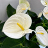 Anthurium Alpina (отцвёл)