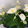 Anthurium Alpina (отцвёл)