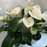 Anthurium Alpina (отцвёл)