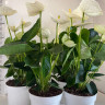 Anthurium Alpina (отцвёл)