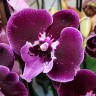 Орхидея Phal. Wine Velvet, Big Lip (отцвел, РЕАНИМАШКА*)