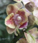 Орхидея Phalaenopsis peloric, multiflora (отцвёл, РЕАНИМАШКА)